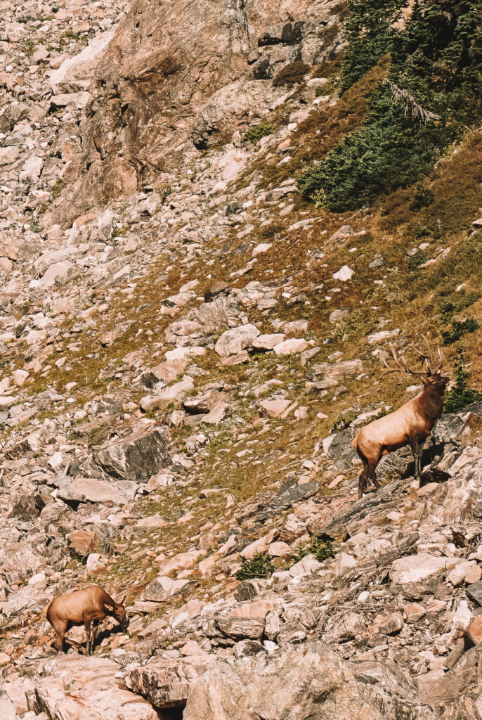 An elk in Rocky Mountain National Park