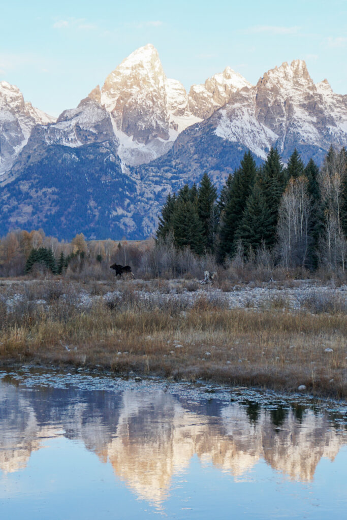 Moose in Mountains with Reflection