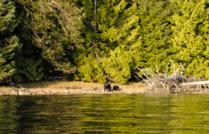 Bears on the shore in Pacific Rim National Park