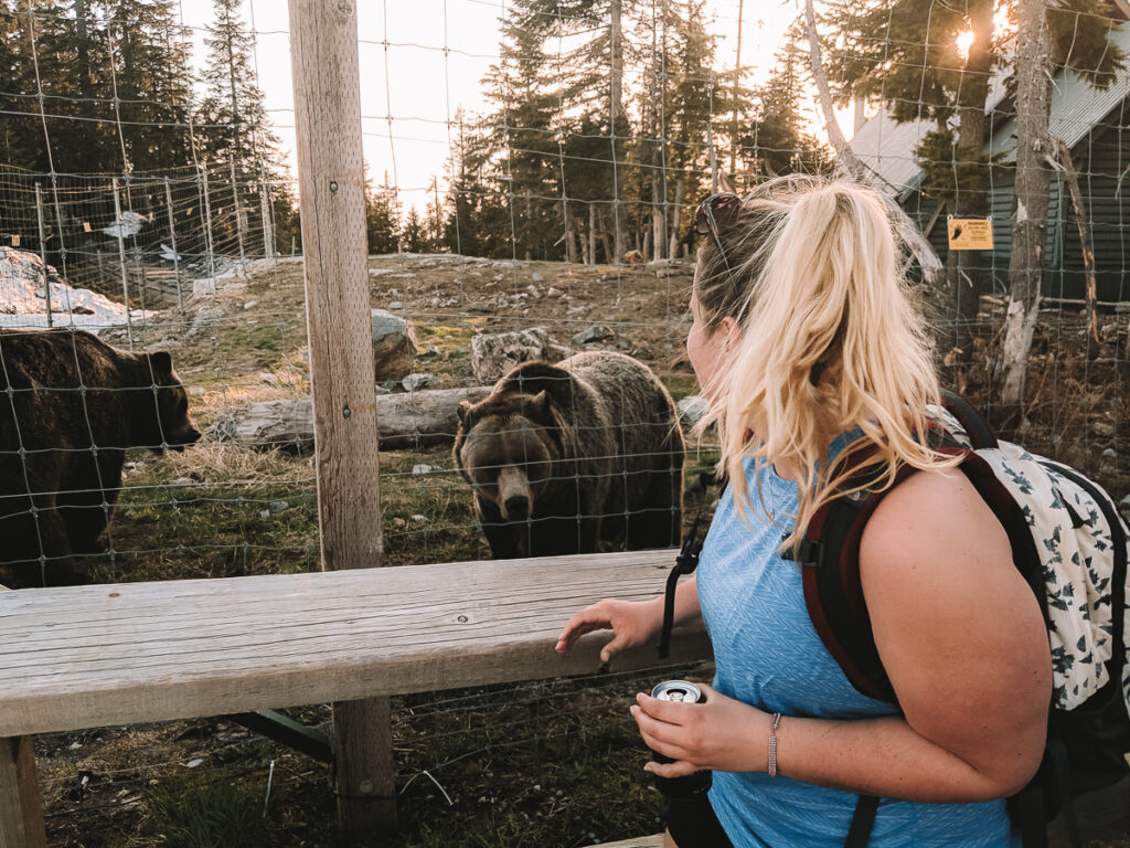 Grizzly Bears at Grouse Mountain, Vancouver